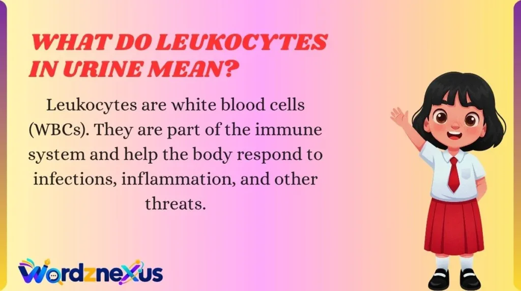What Do Leukocytes in Urine Mean?
