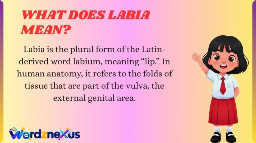What Does Labia Mean?